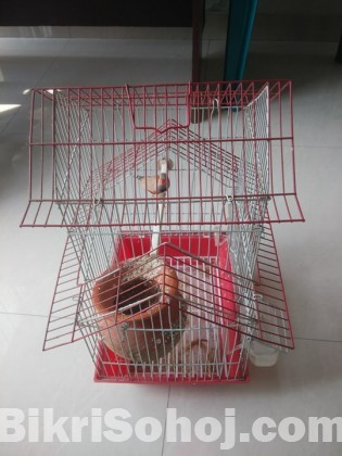 Finch bird with cage